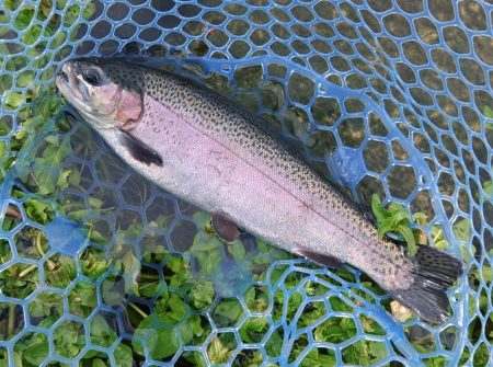 たまには数釣りを ～高島の泉～